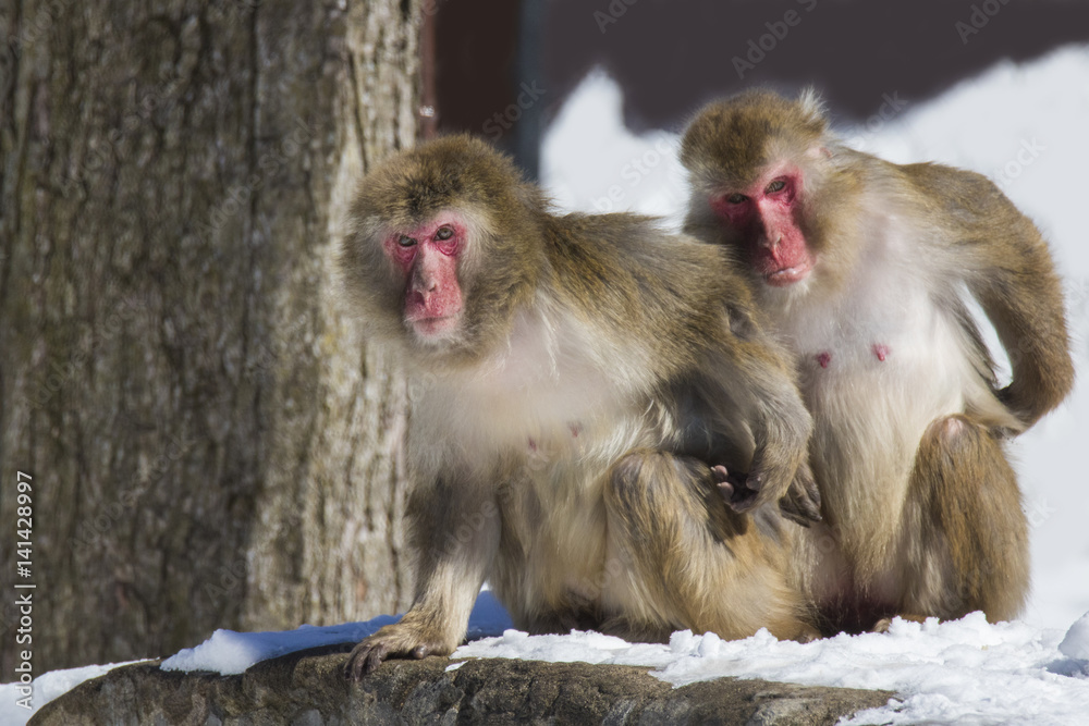 Naklejka premium Japanese macaque also known as the snow monkey