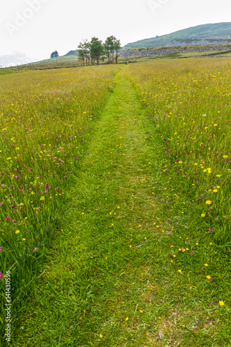 Obraz na plátně Footpath, mown across meadow.