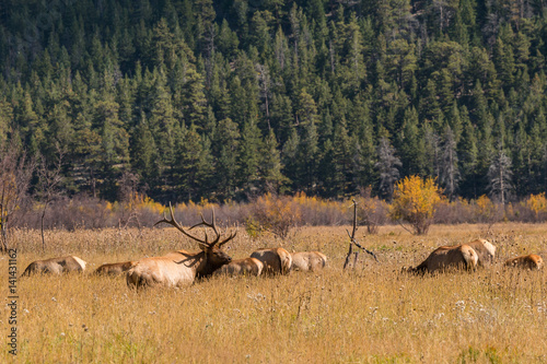 Bull Elk with Cows During the Fall Rut