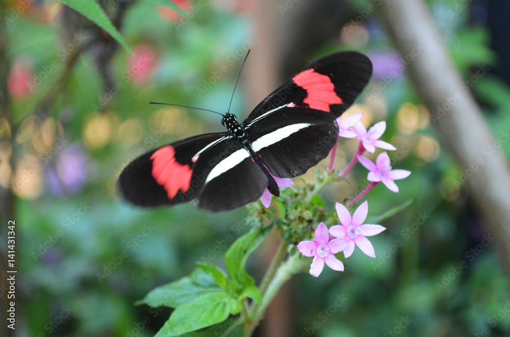 Fototapeta premium Mariposa