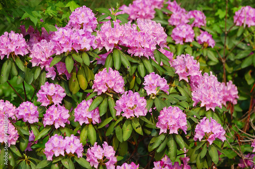 pink Rhododendron blooming in spring