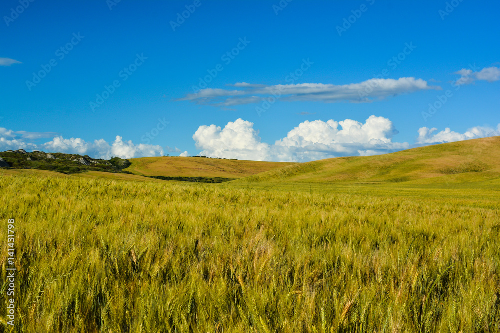 scenic views of the hills of Siena in Tuscany Italy, in spring