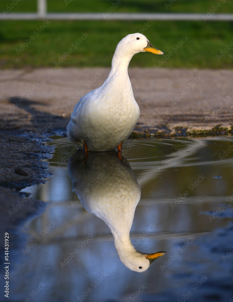 Fototapeta premium Duck