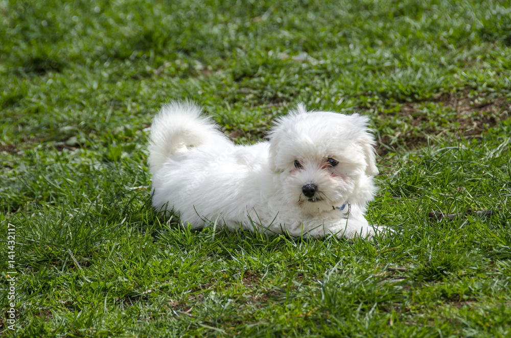 Cute Maltese puppy