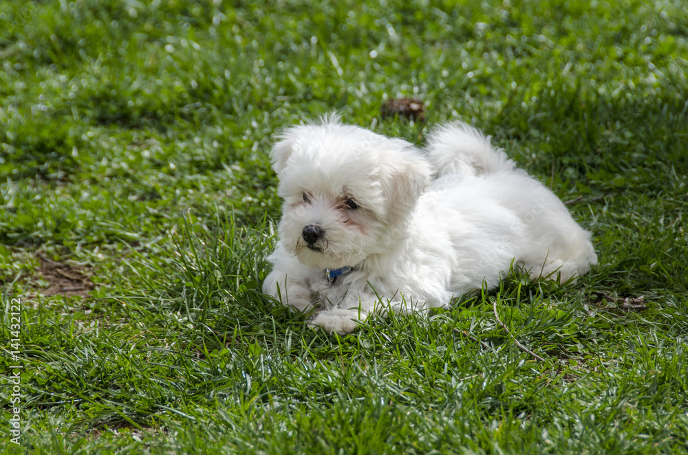 Maltese puppy - Maltese dog breed Maltese puppy - Maltese dog breed