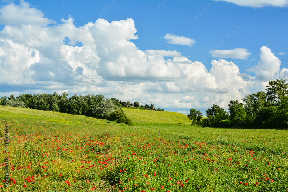 scenic views of the hills of Siena in Tuscany Italy, in spring