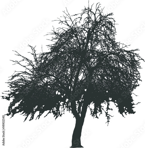 Apple tree vector silhouette. Realistic black and white illustration.