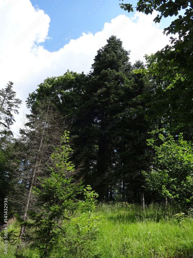 Fototapeta premium National Park of Slovenský raj