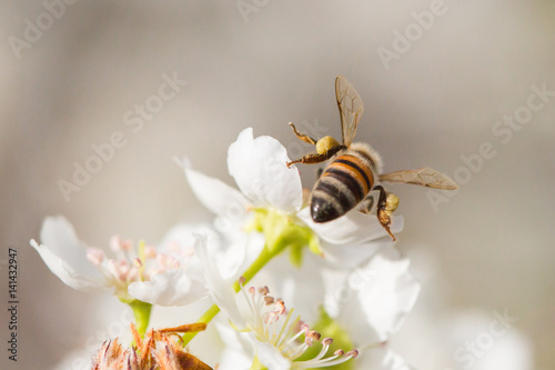 Honeybee Harvesting Pollen From Blossoming Tree Buds. © Andy Dean