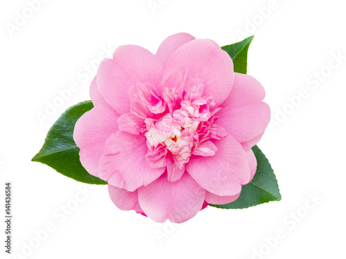 Tender pink camellia flower