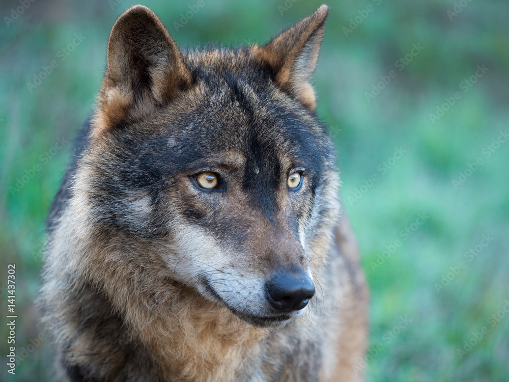 Fototapeta premium Iberian wolf portrait (Canis lupus signatus)