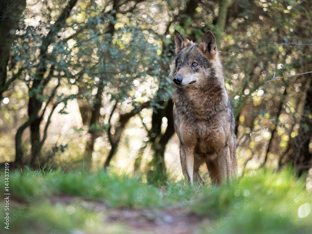 Female iberian wolf (Canis lupus signatus) in a nice forest Female iberian wolf (Canis lupus signatus) in a nice forest