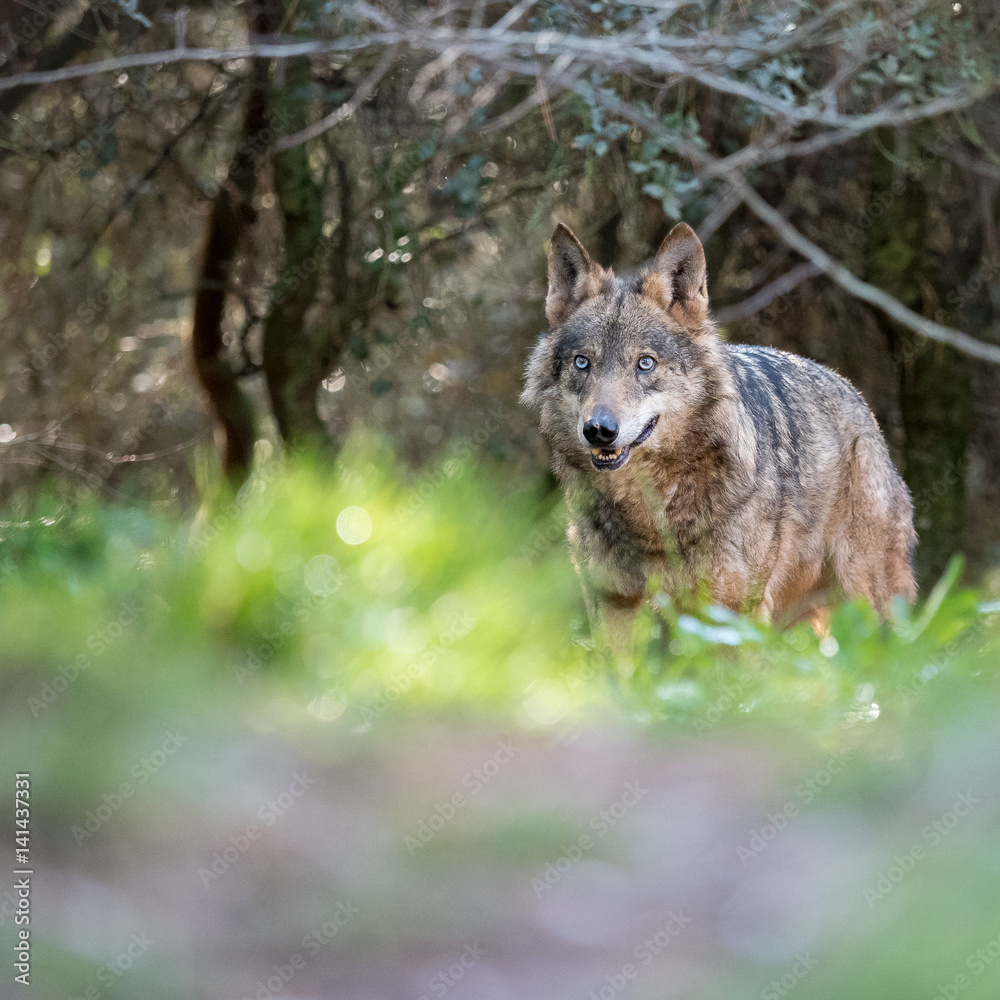 Obraz premium Female iberian wolf (Canis lupus signatus) in a nice forest
