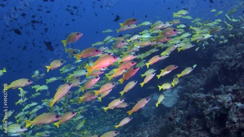 School of yellow striped fish on background of clean clear water of Maldives. Swimming in world of colorful beautiful wildlife of corals reefs. Inhabitants in search of food. Abyssal relax diving.