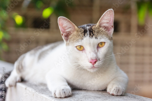 Curious and funny cat on a green spring light background, watching kitten close up, Cat portrait close up, only head crop with bokeh background