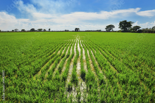 Fototapeta Naklejka Na Ścianę i Meble -  Rice fields are a mess
