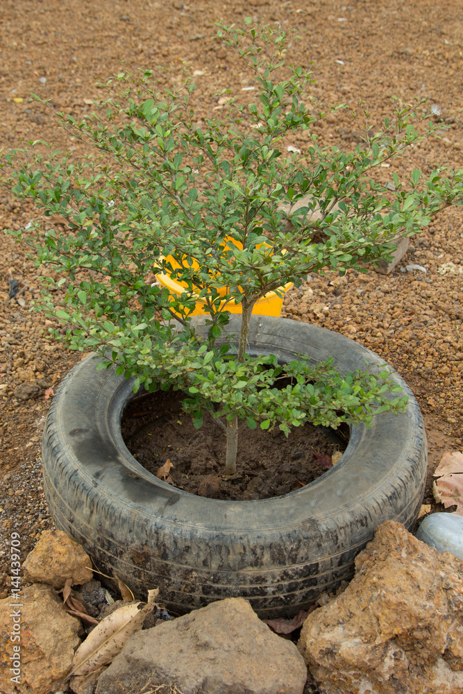 old rubber,idea to recycle of tire used with flowers or plant in old rubber. old rubber,idea to recycle of tire used with flowers or plant in old rubber.