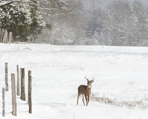 Young whitetail buck in the snow.