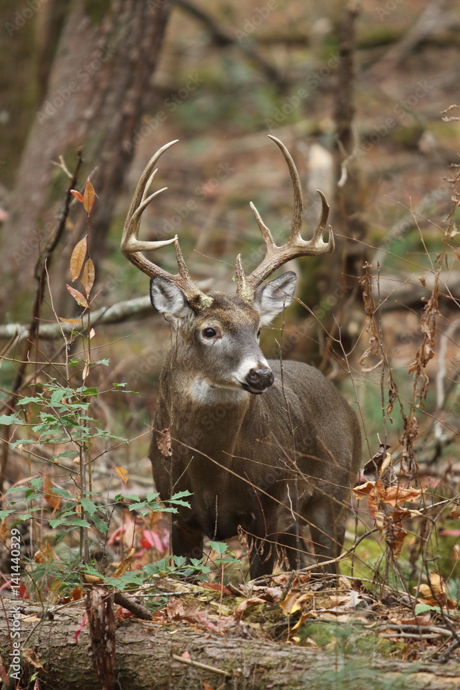 Fototapeta premium Whitetail Buck in the Woods
