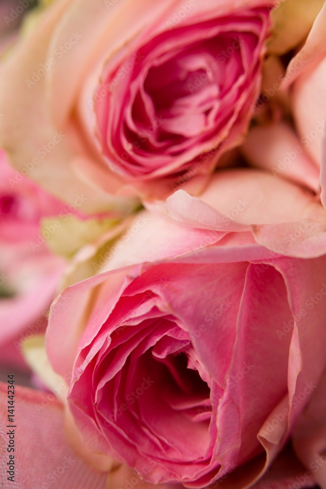Naklejka premium Close-up of pink roses