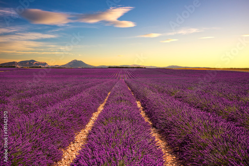 Lavender flower blooming fields endless rows on sunset. Valensole Provence France