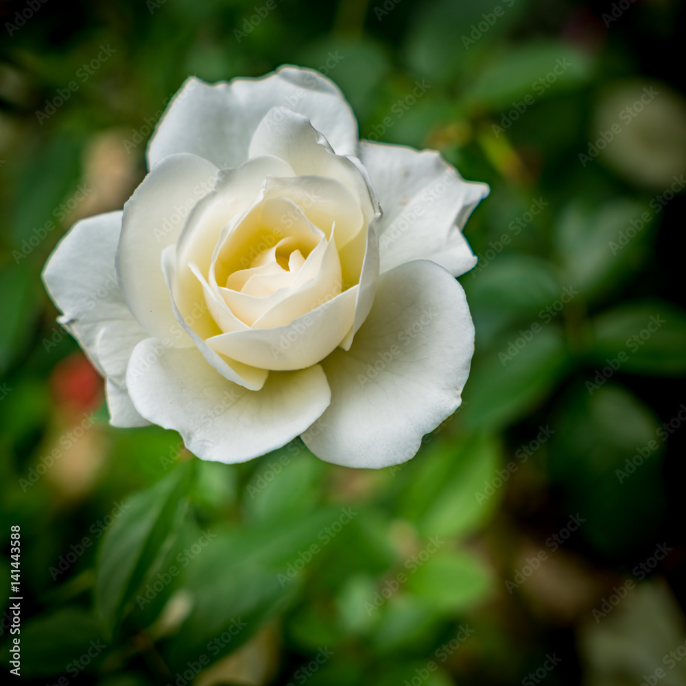 White rose on green background White rose on green background