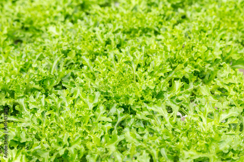 green leaf lettuce salad plant in the hydroponic system