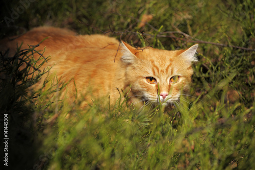 Carefully looking ginger cat in the woods photo