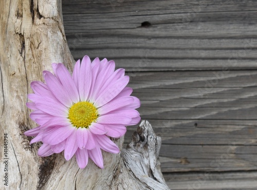Purple daisy on driftwood with copy space.