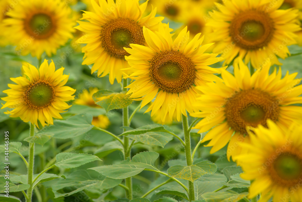 beautiful of Sunflower blooming in Sunflowers garden