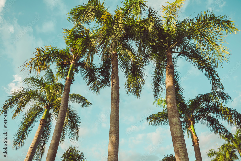 Fototapeta premium Coconut palm trees in tropical beach Thailand