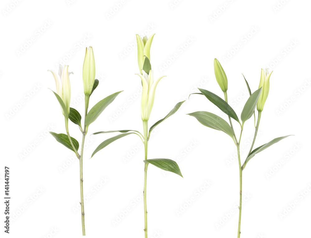 Naklejka premium Beautiful white lily flower close-up isolated on the white background