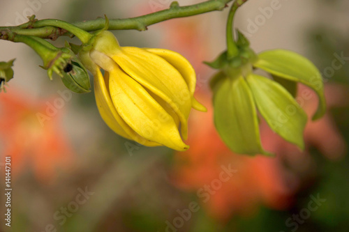 Ylang  - ylang flower (Cananga odorata)