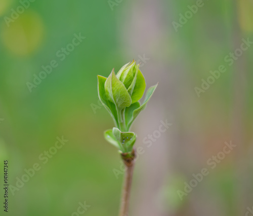 Budding Tree Leaves