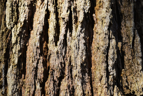 Close up Texture of bark background.