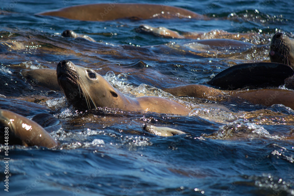 Obraz premium Stellar Sea Lion Swimming