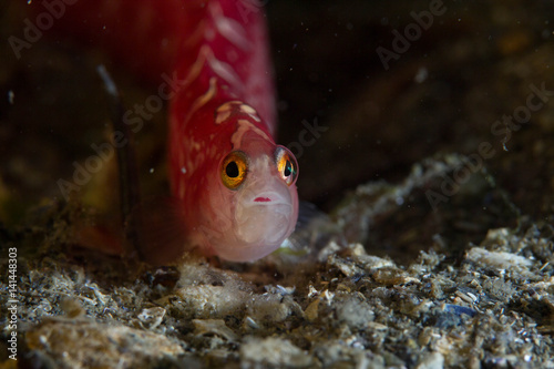 Red Gunnel photo