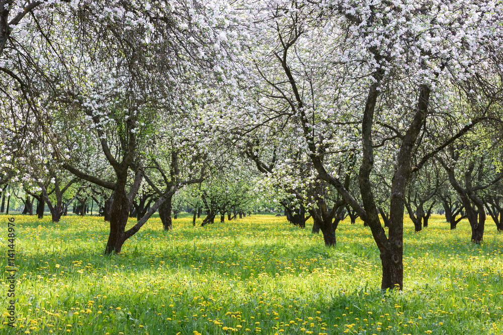 green grass with flowers and blooming apple trees. springtime landscape.