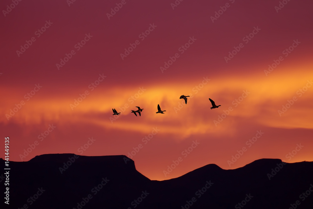 Flock of birds spring or autumn migration