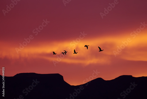 Flock of birds spring or autumn migration © mbolina