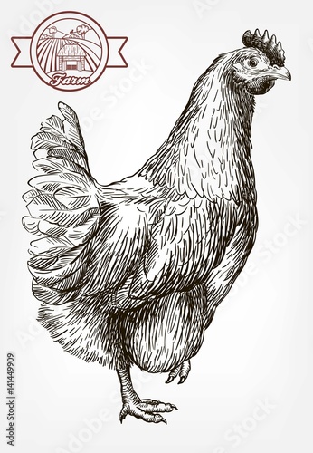 chicken breeding. animal husbandry. livestock