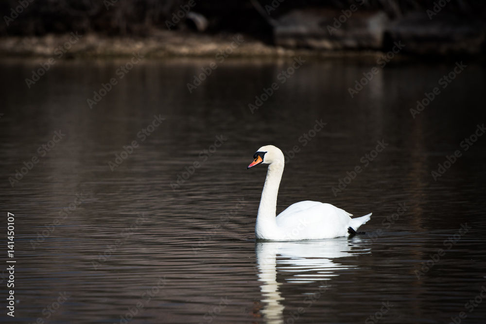 SWAN, WATER, POND, UTAH, WILDLIFE, BIRDS SWAN, WATER, POND, UTAH, WILDLIFE, BIRDS