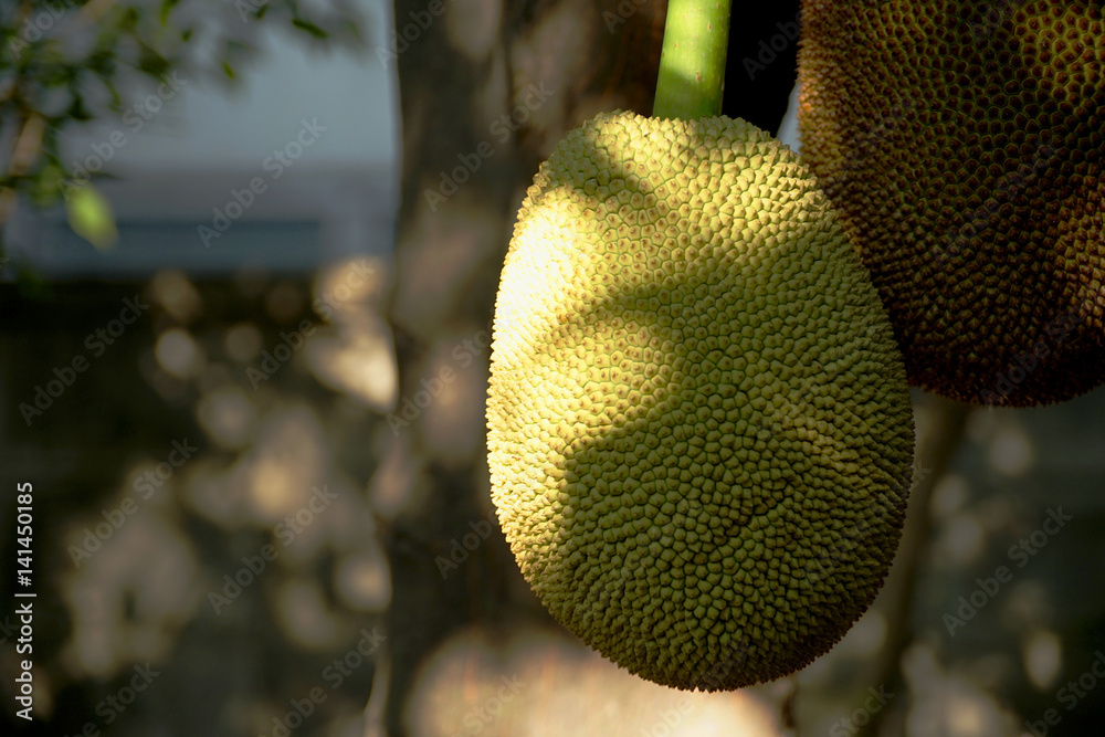 Jack fruit in nature Jack fruit in nature