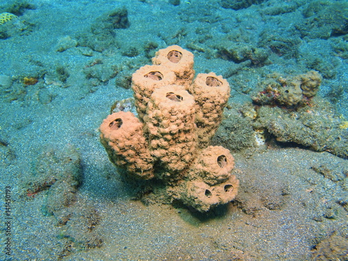 Demosponge photo