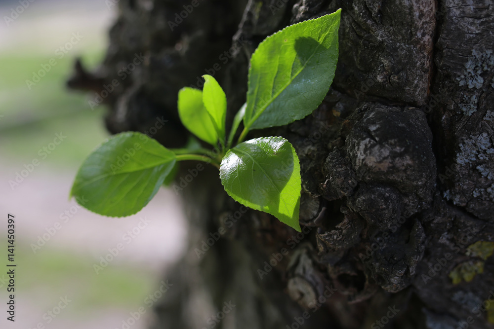 new leaf on tree new leaf on tree