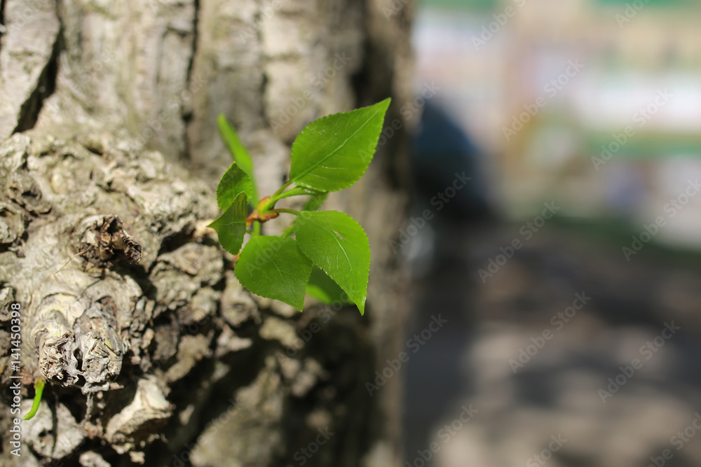 new leaf on tree new leaf on tree