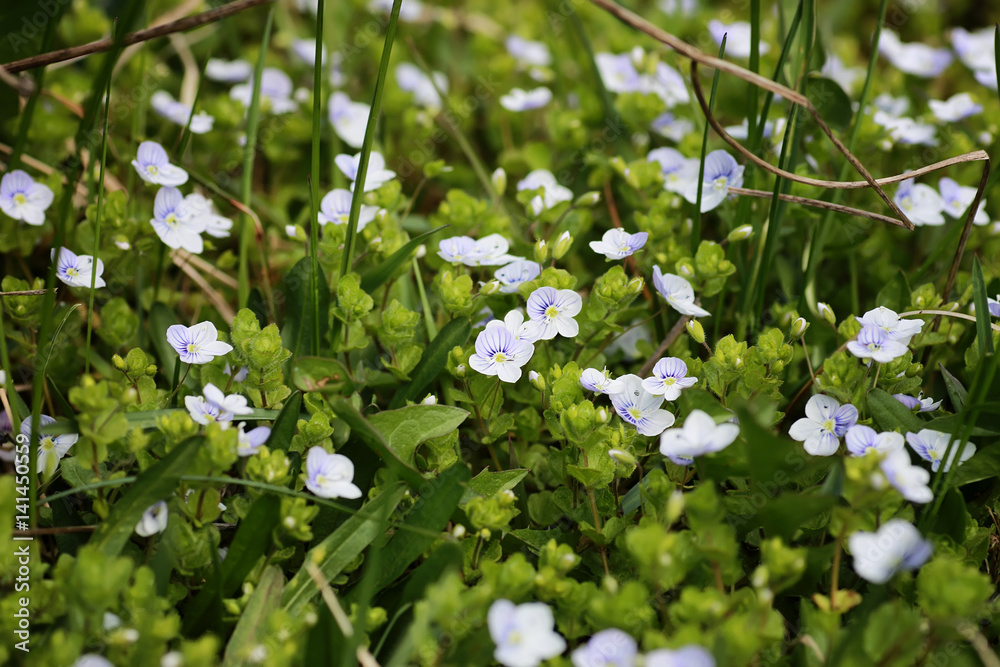 wild spring flower in a field wild spring flower in a field