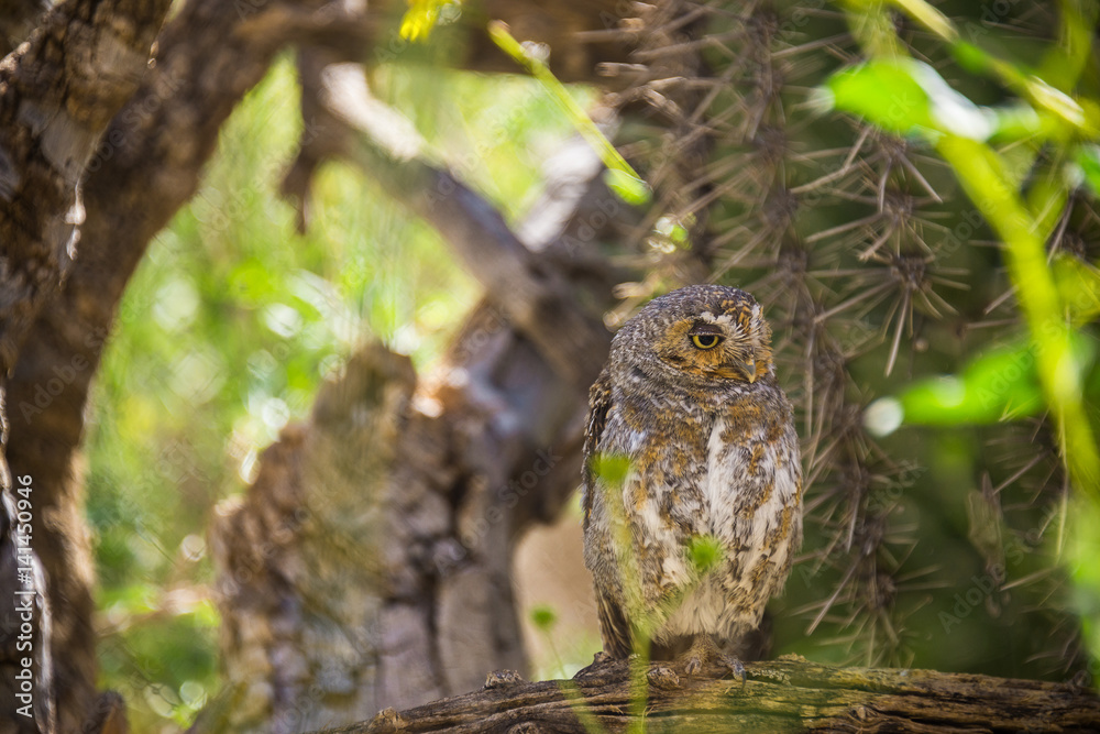 Elf Owl Elf Owl