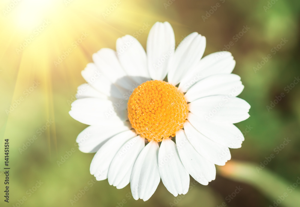 Fototapeta premium Field flower chamomile, closeup. nature background