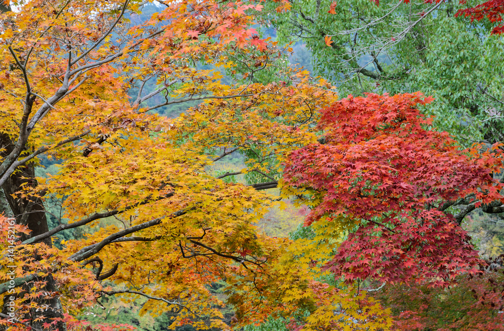 Japanese autumn color leaves of maple trees Japanese autumn color leaves of maple trees